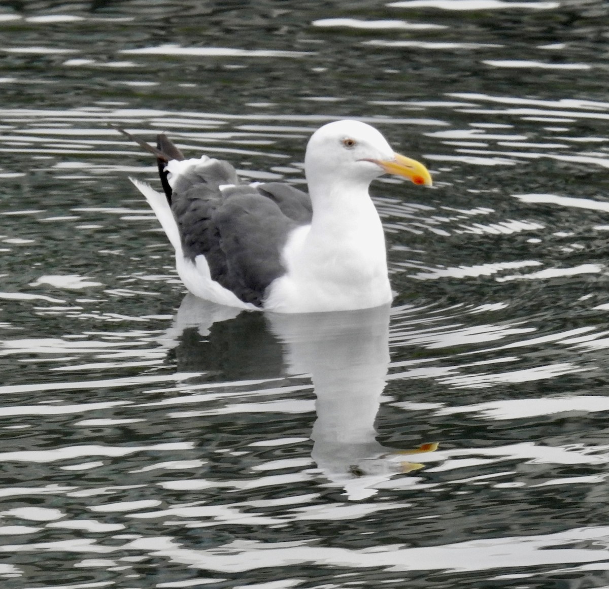Western Gull - ML641993585