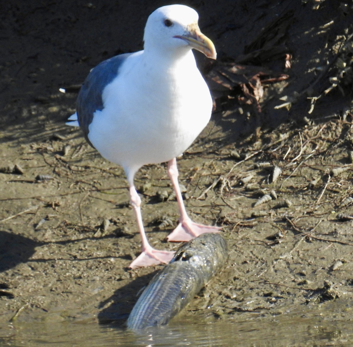Western Gull - ML641993586
