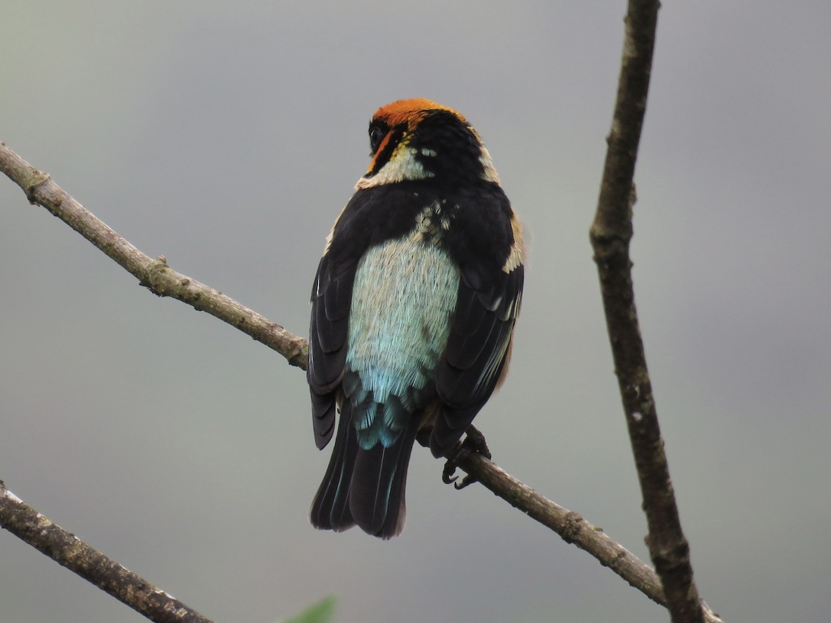 Flame-faced Tanager - ML641993590