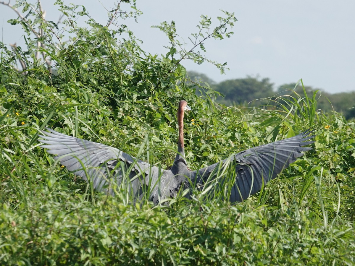 Goliath Heron - ML641993598