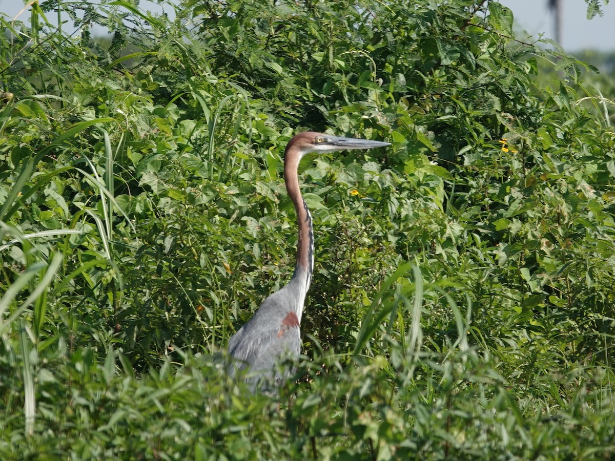Goliath Heron - ML641993599