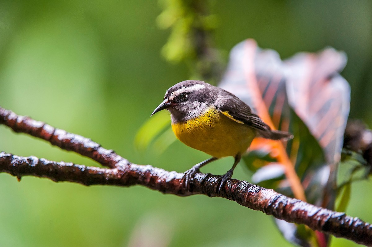 Bananaquit - ML64199361