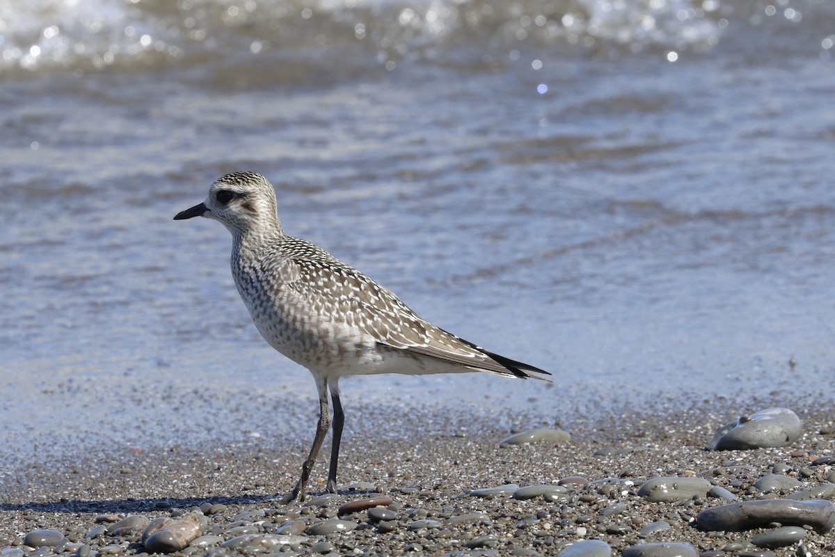 American Golden-Plover - ML641993611