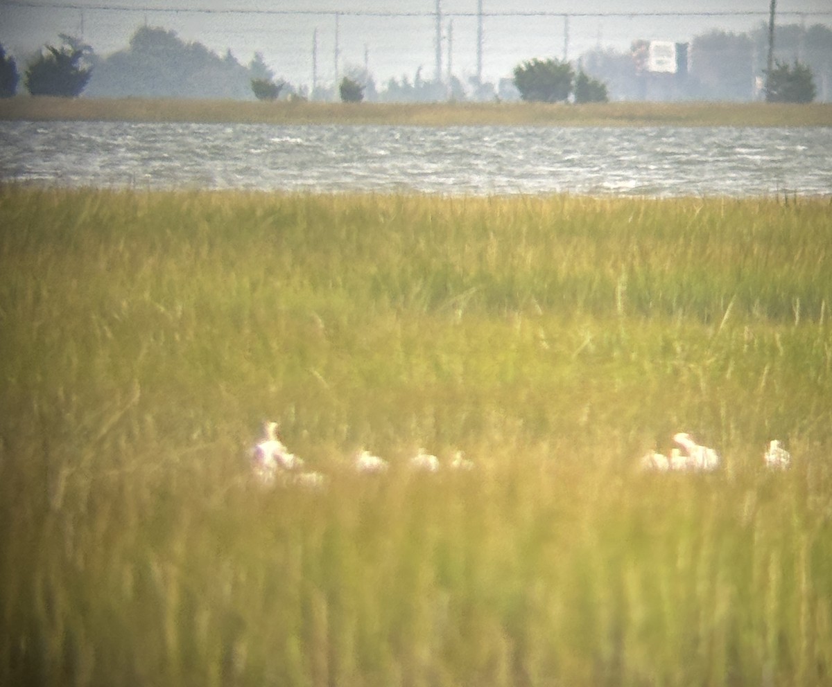 ibis bílý - ML641993630