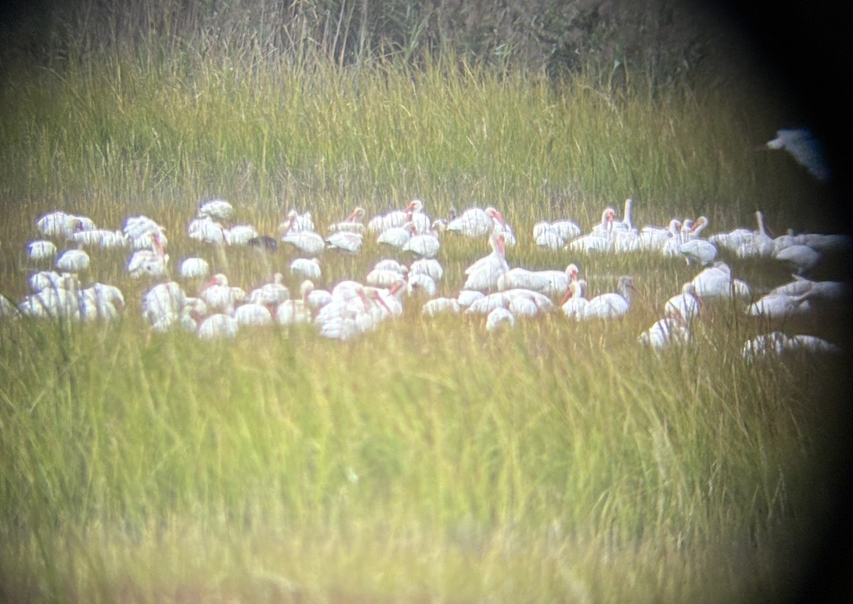 ibis bílý - ML641993632