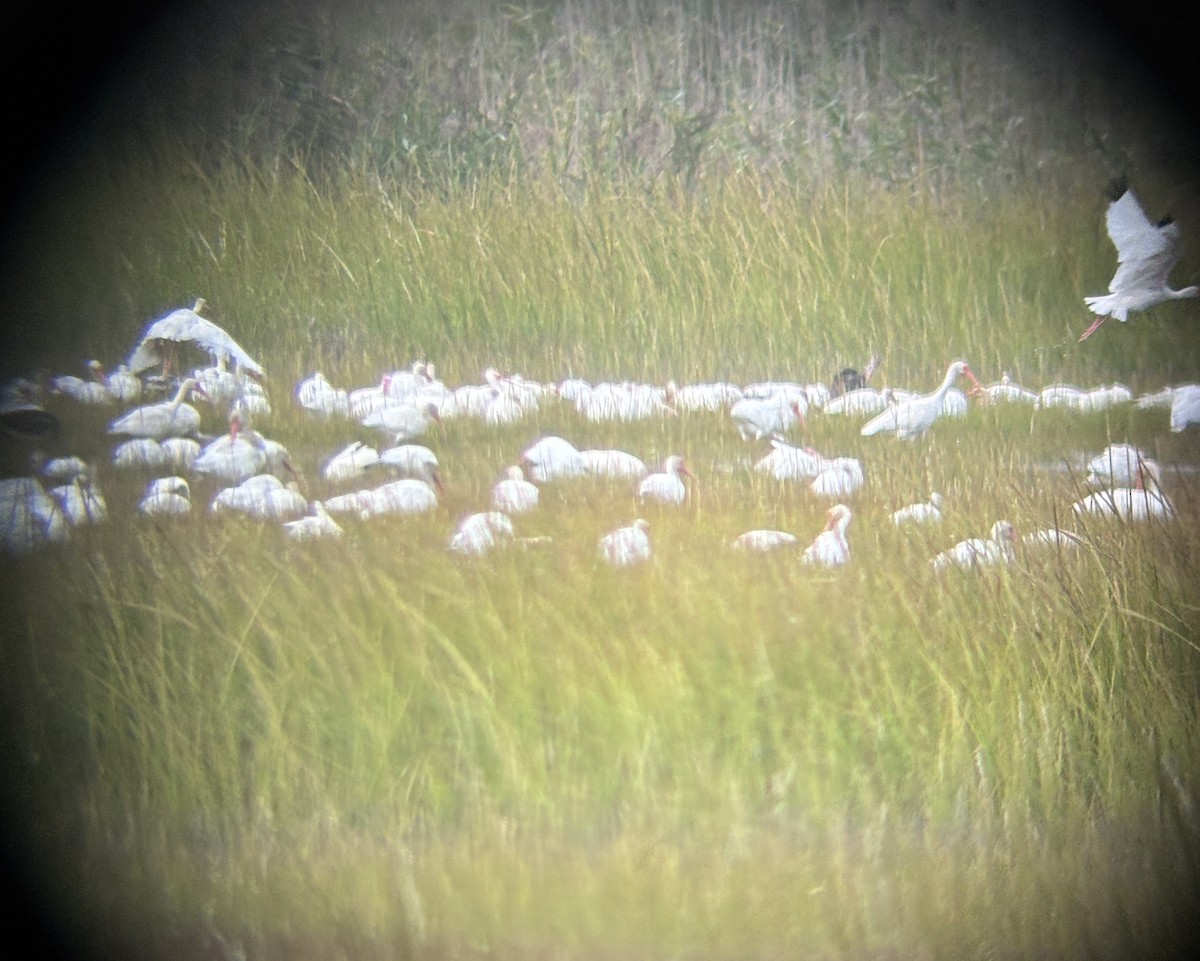 ibis bílý - ML641993633