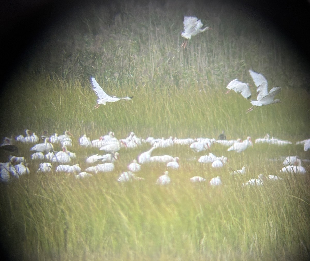 ibis bílý - ML641993635