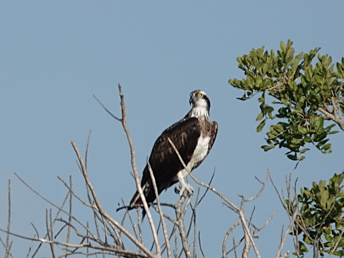 Osprey (Eurasian) - ML641993637