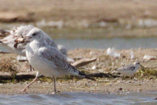 Sanderling - ML641993654