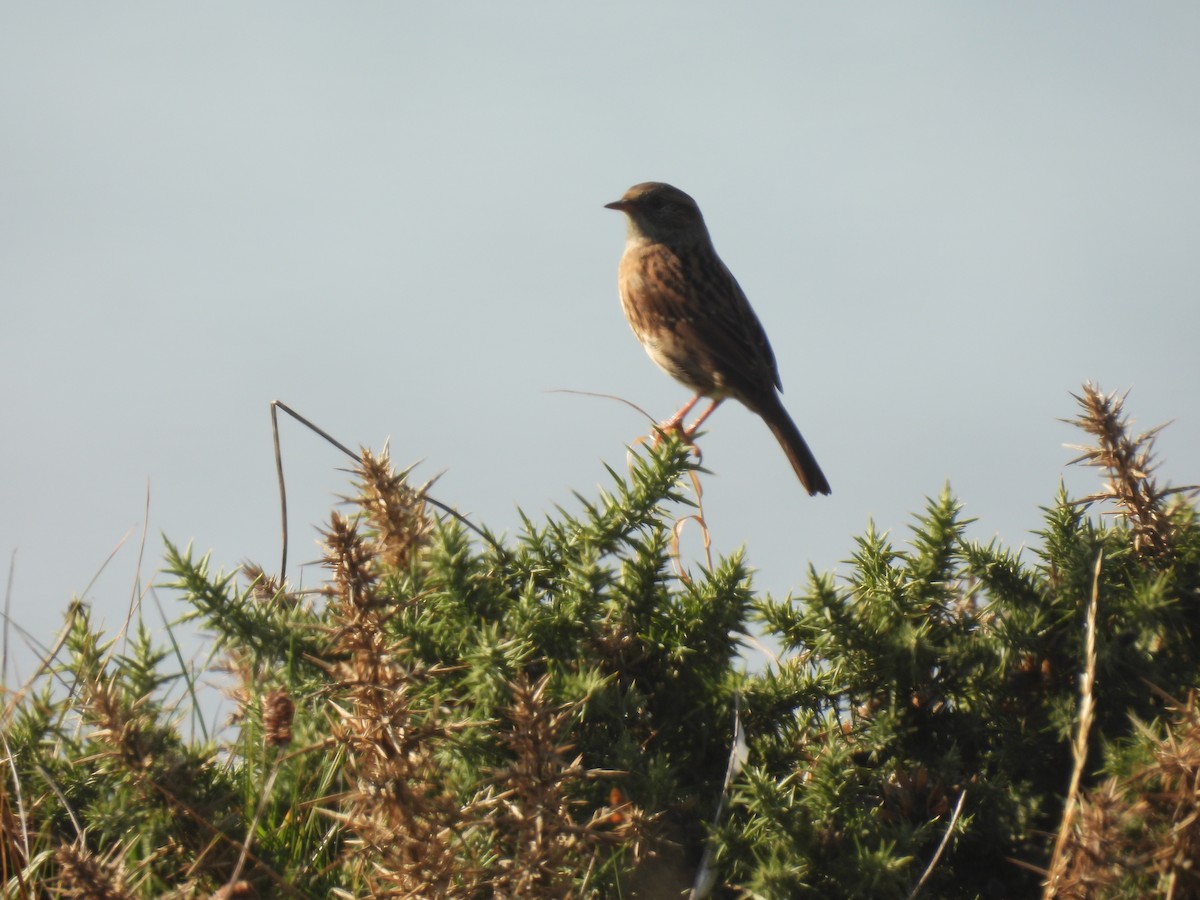 Dunnock - ML641993655