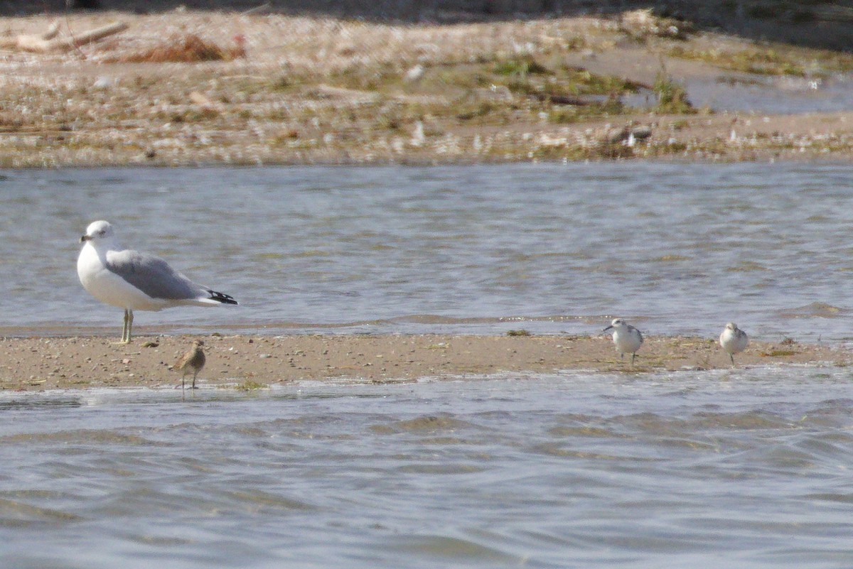 Sanderling - ML641993663