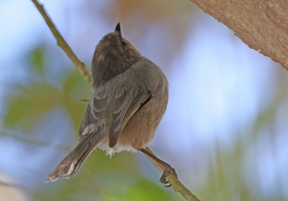 Bushtit - ML641993700