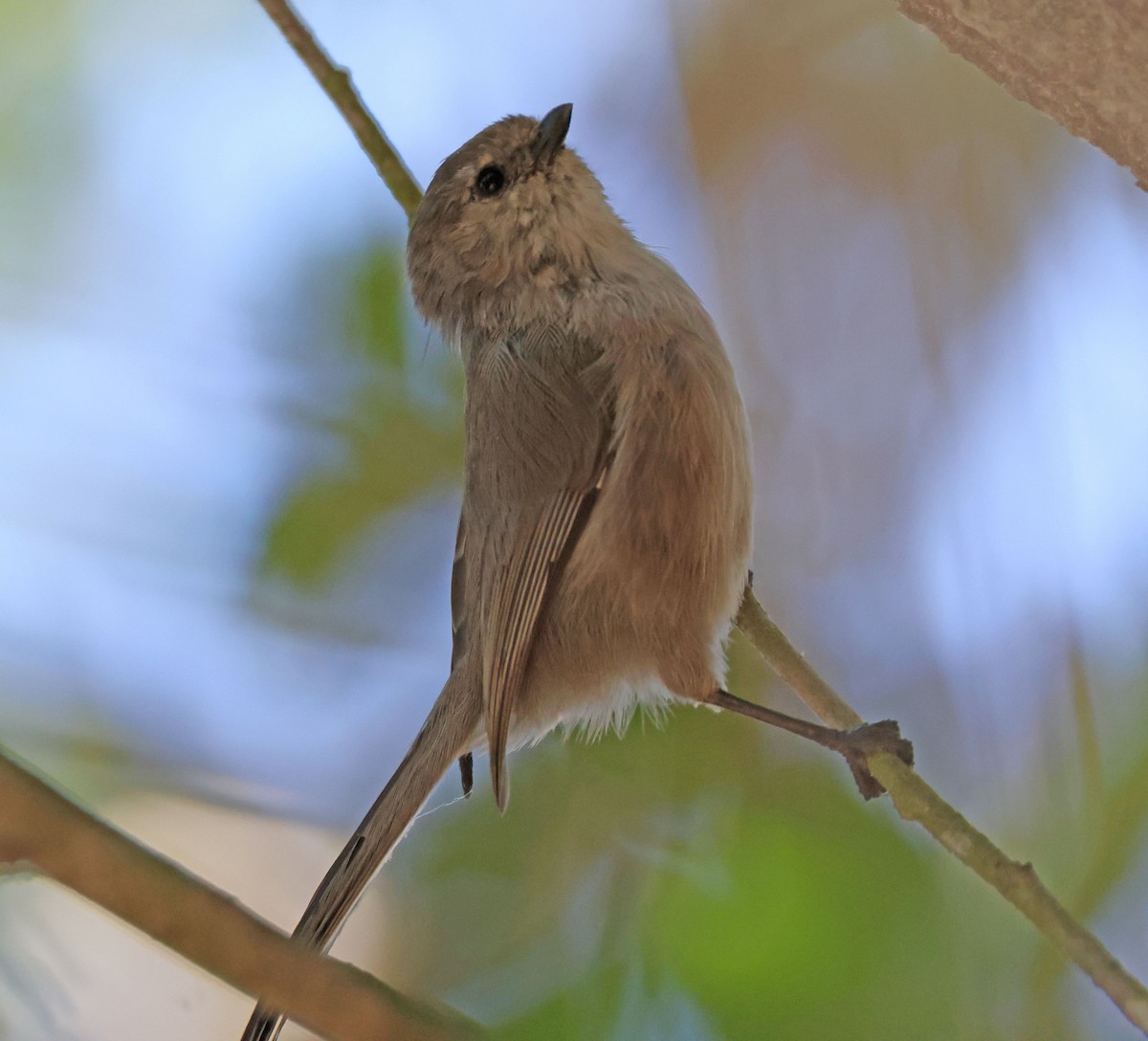 Bushtit - ML641993701