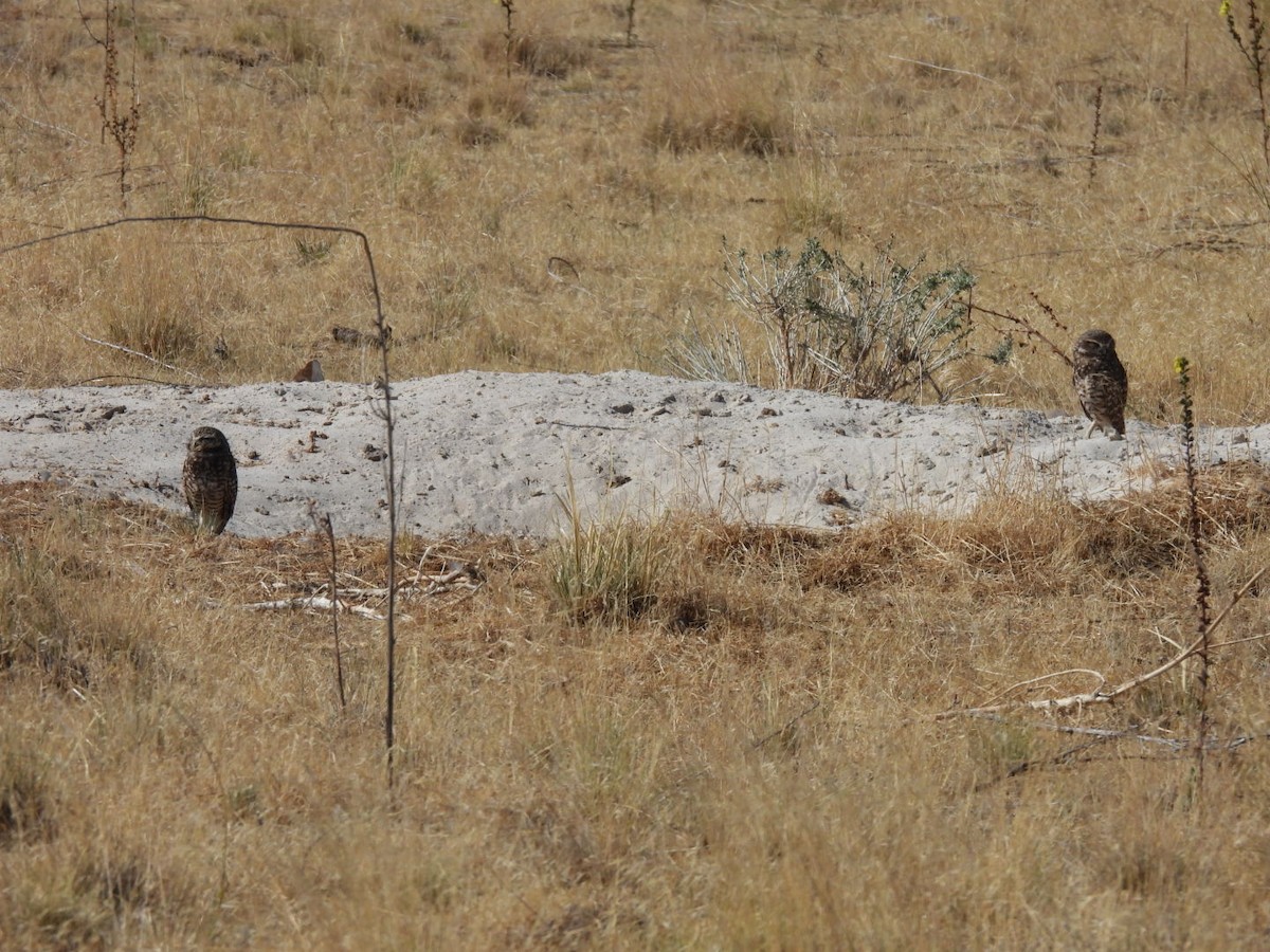 Burrowing Owl - ML641993766