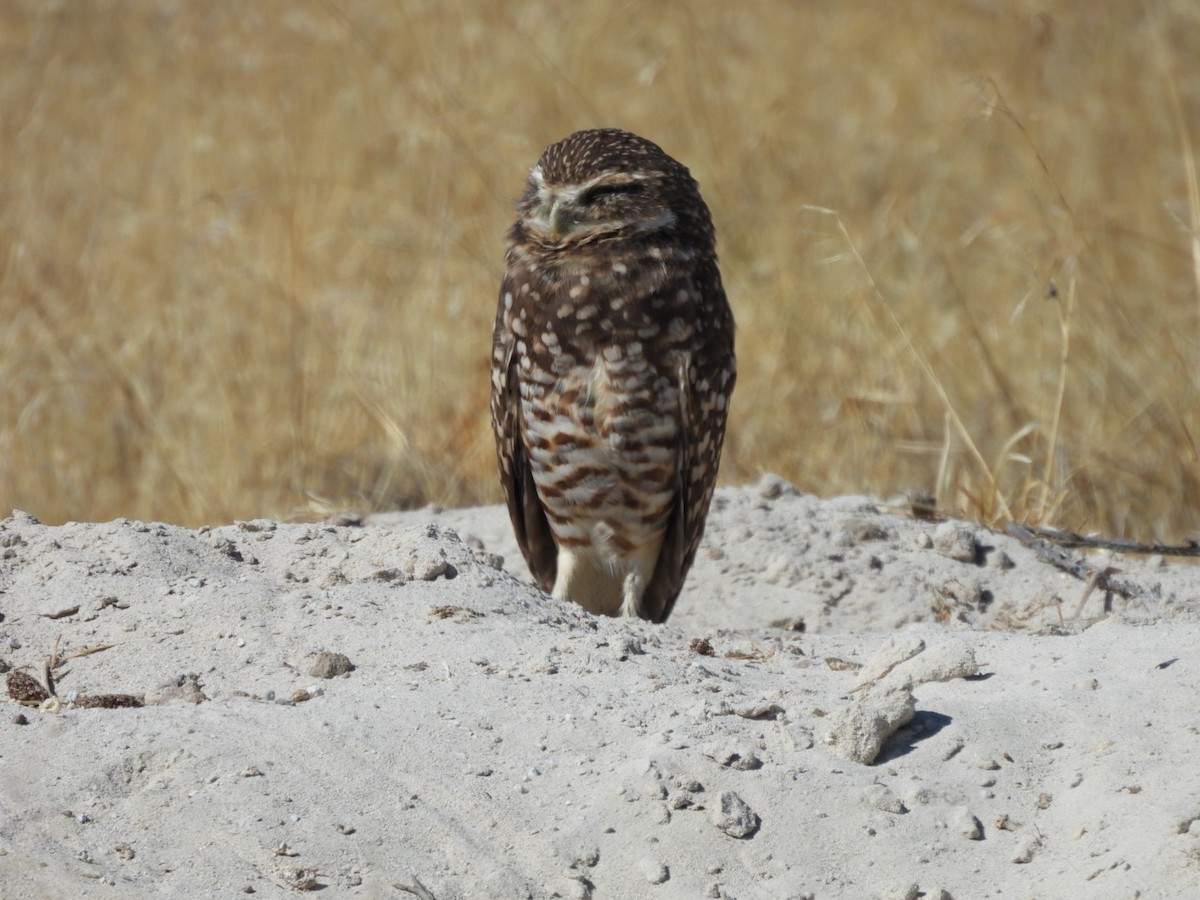 Burrowing Owl - ML641993775