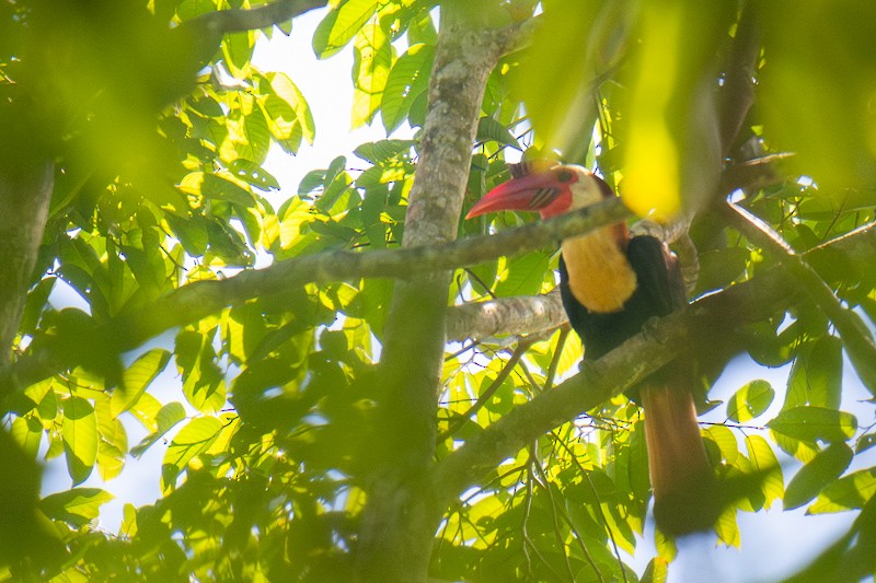 Mindanaohornvogel - ML641993783