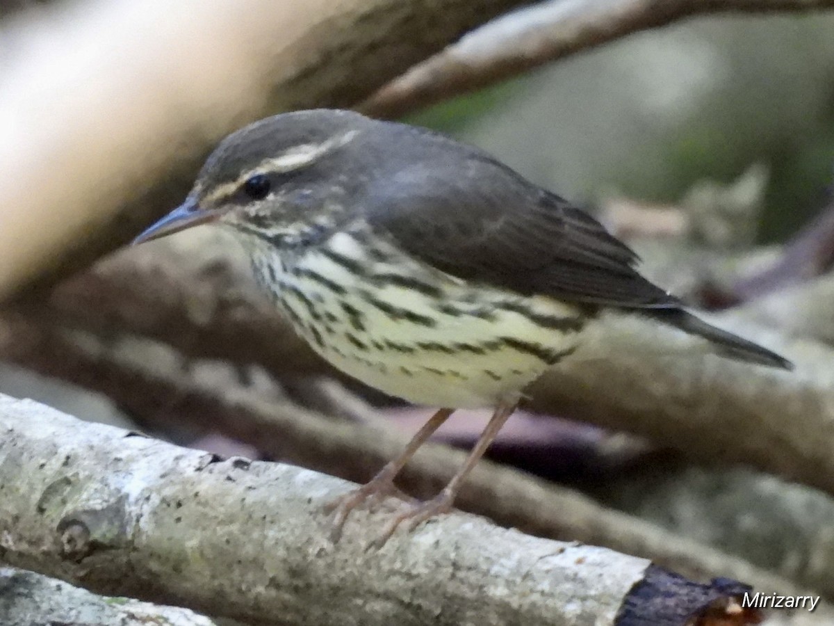 Northern Waterthrush - ML641993784