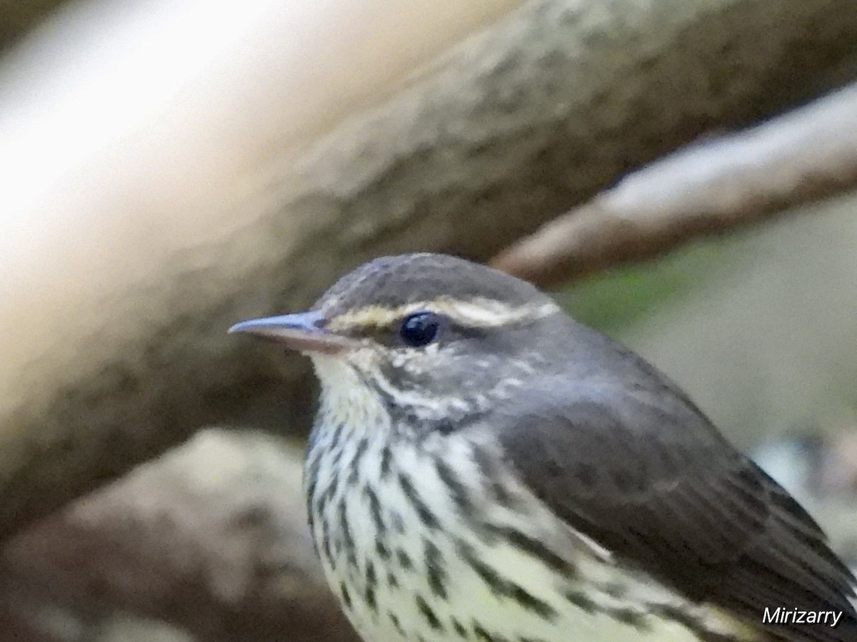 Northern Waterthrush - ML641993785