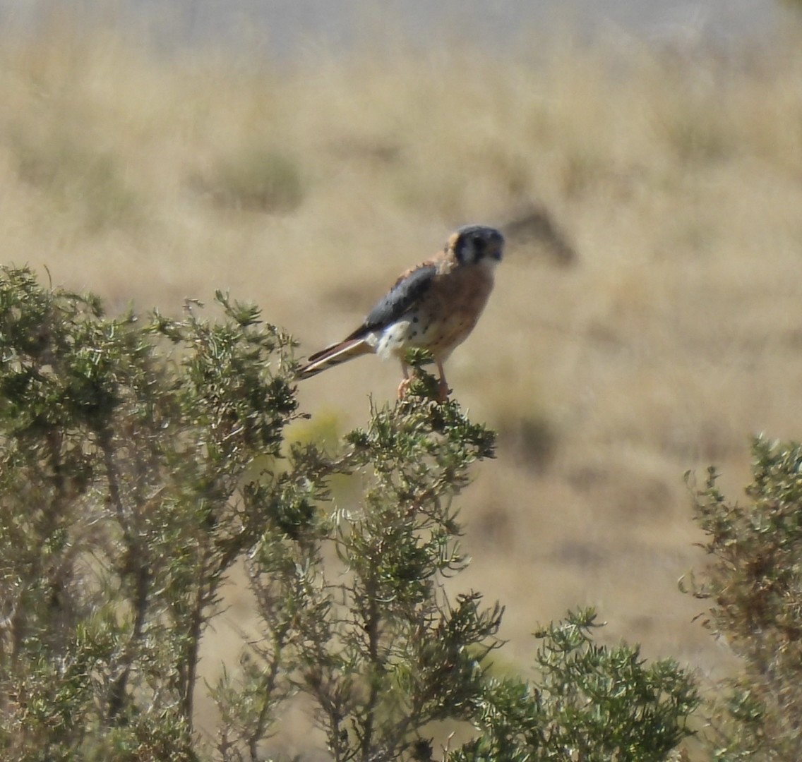 American Kestrel - ML641993788