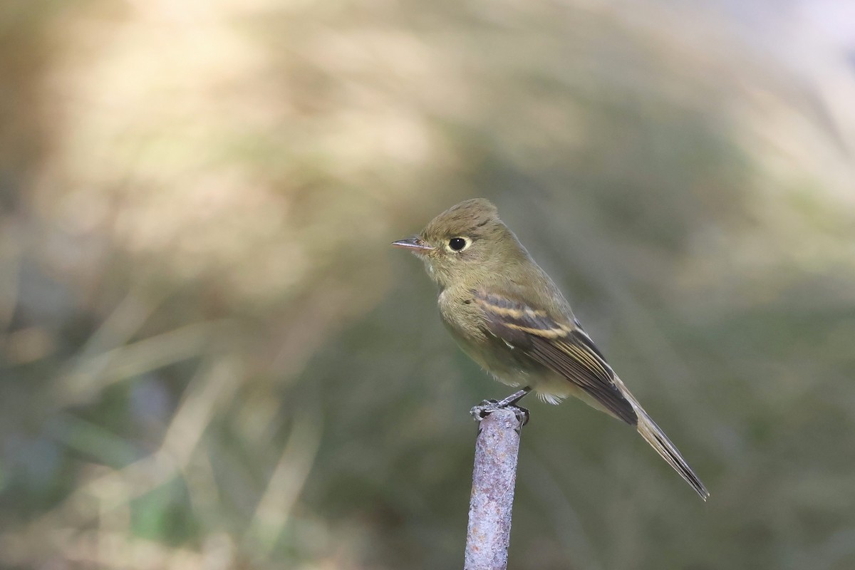Western Flycatcher - ML641993789