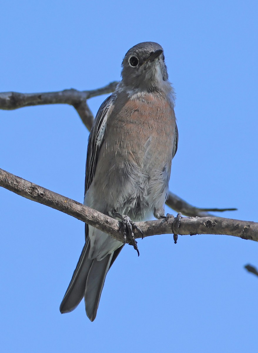 Western Bluebird - ML641993794
