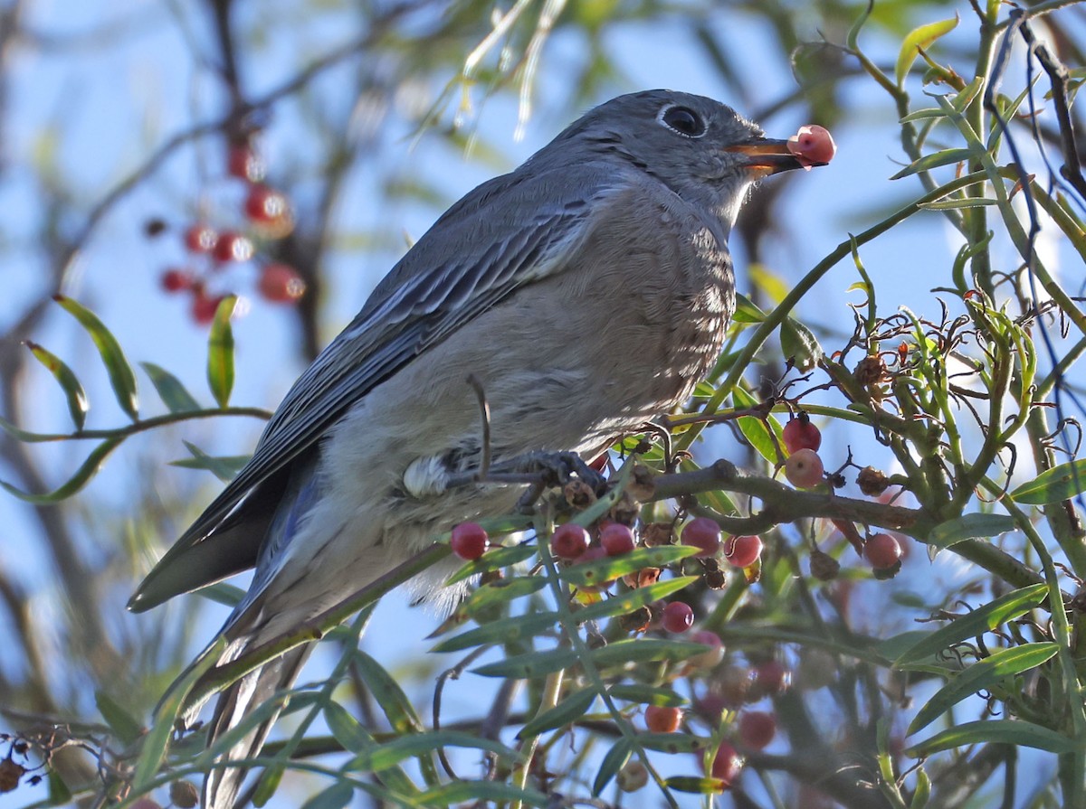 Western Bluebird - ML641993795
