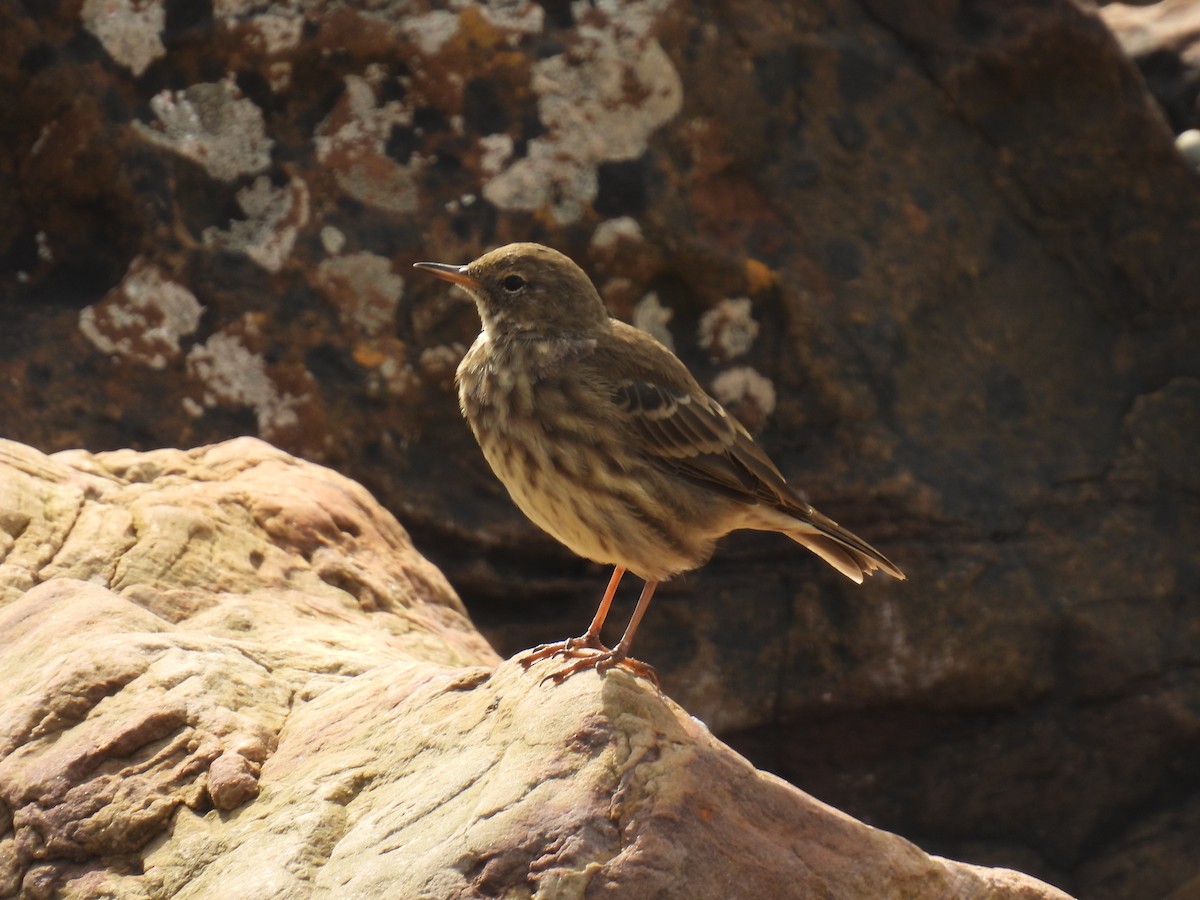 Rock Pipit - ML641993801