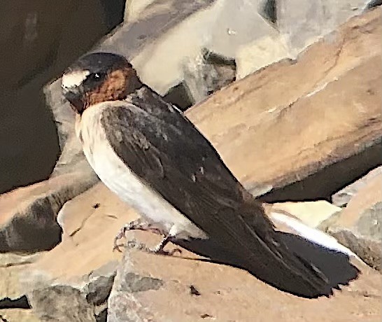 Cliff Swallow (pyrrhonota Group) - ML641993808