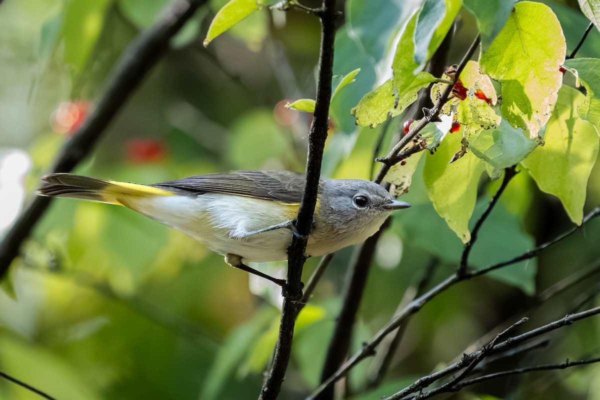 American Redstart - ML641993817