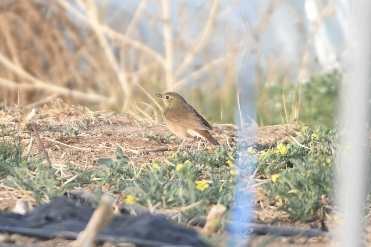 Siberian Blue Robin - ML641993821