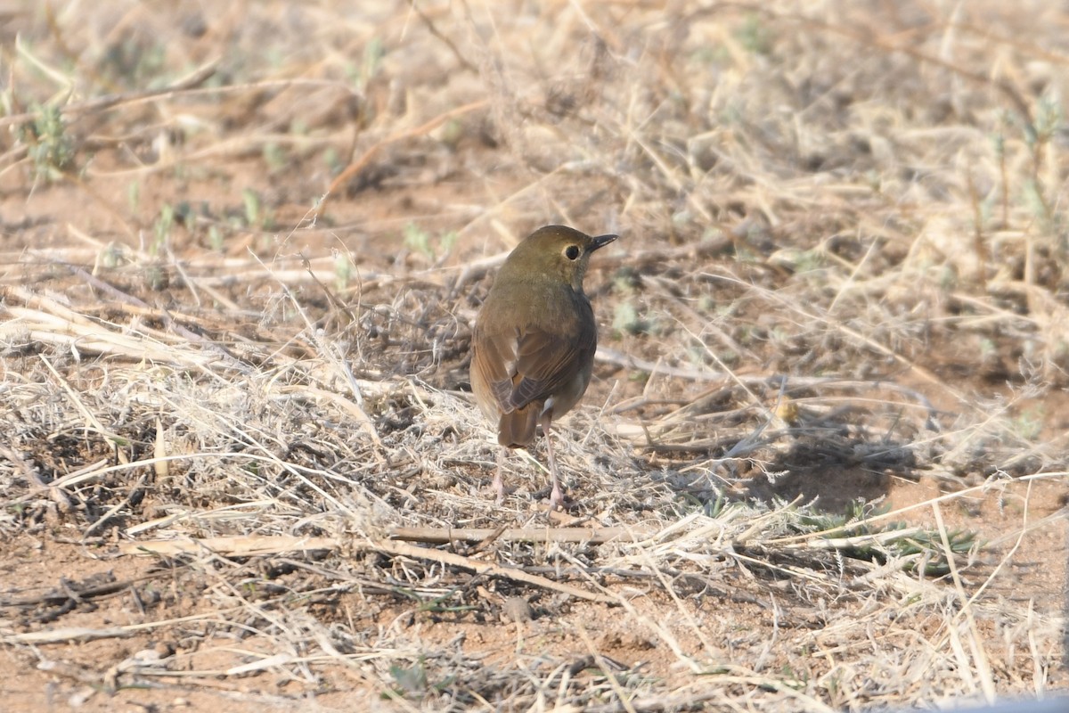 Siberian Blue Robin - ML641993823
