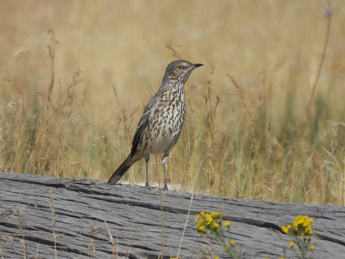 Sage Thrasher - ML641993824