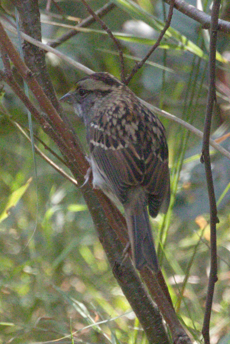 White-throated Sparrow - ML641993828