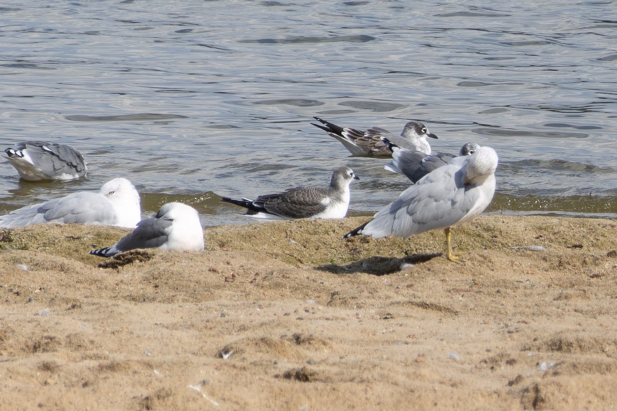 Sabine's Gull - ML641993835