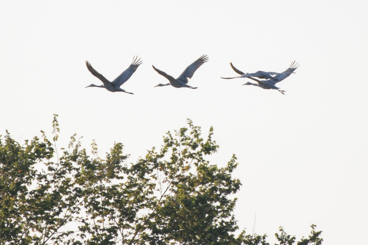 Sandhill Crane - ML641993838