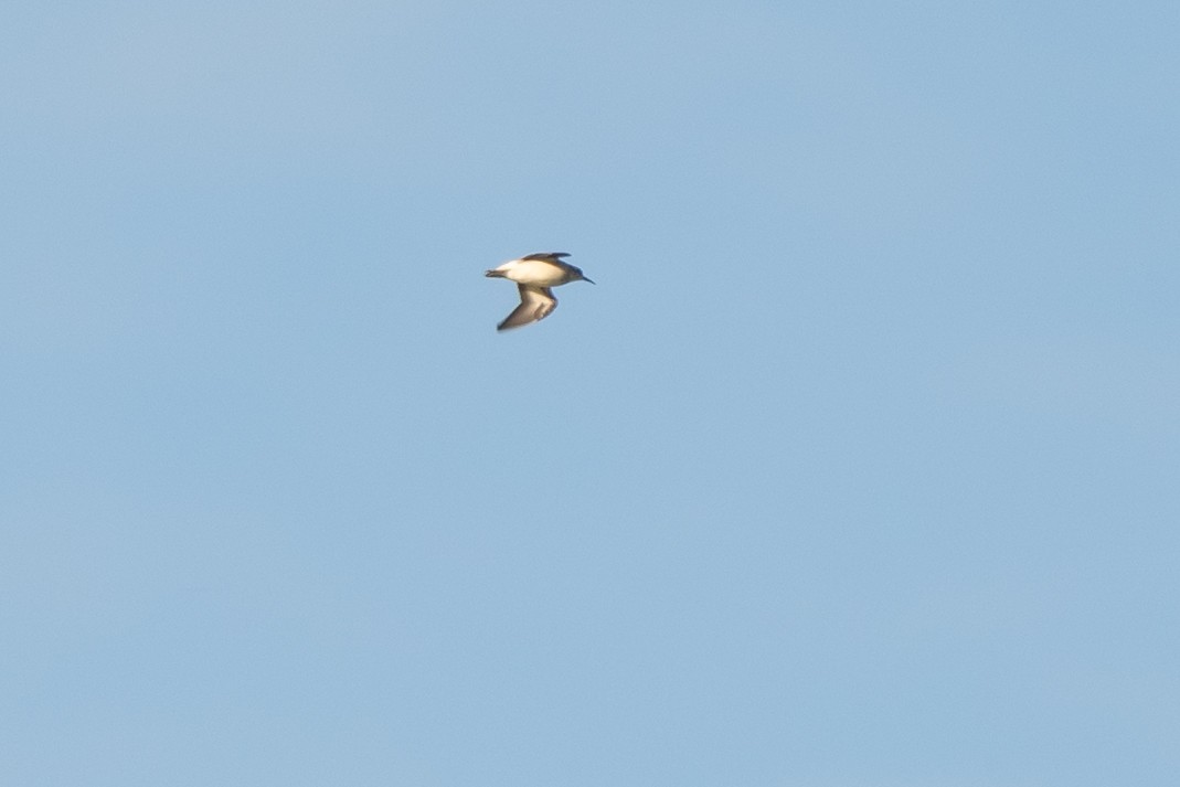 Least Sandpiper - ML641993850