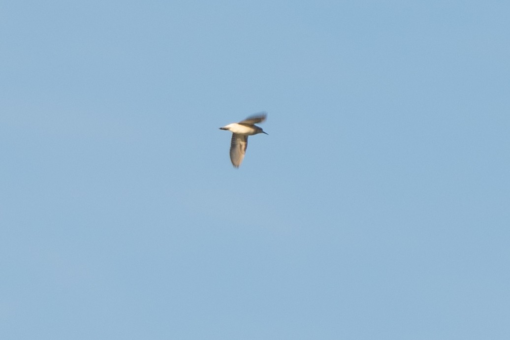 Least Sandpiper - ML641993851
