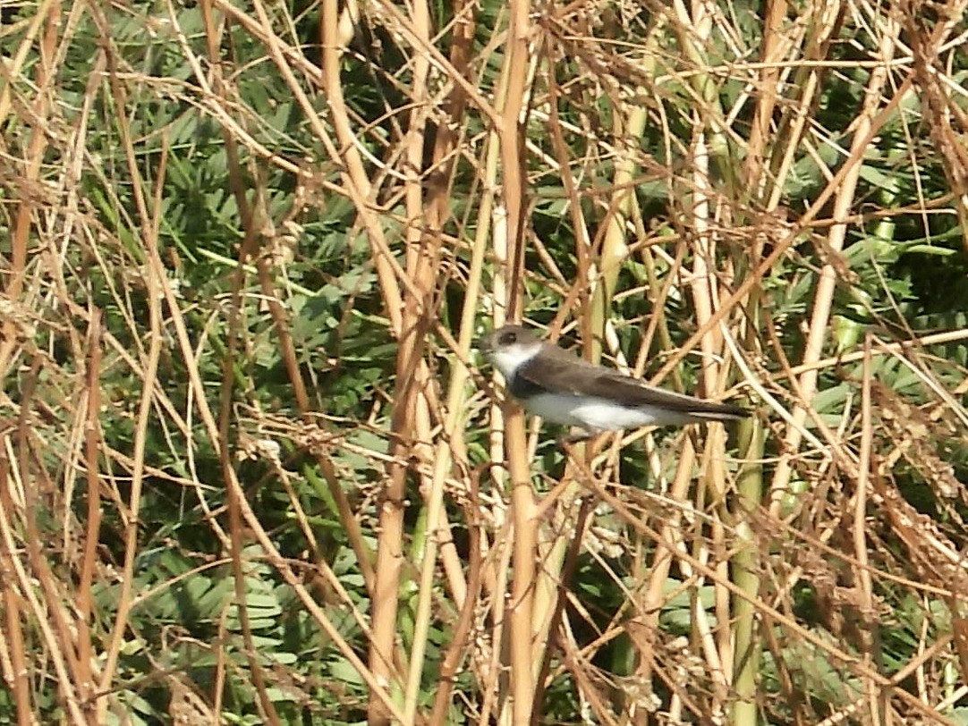 Bank Swallow - ML641993855