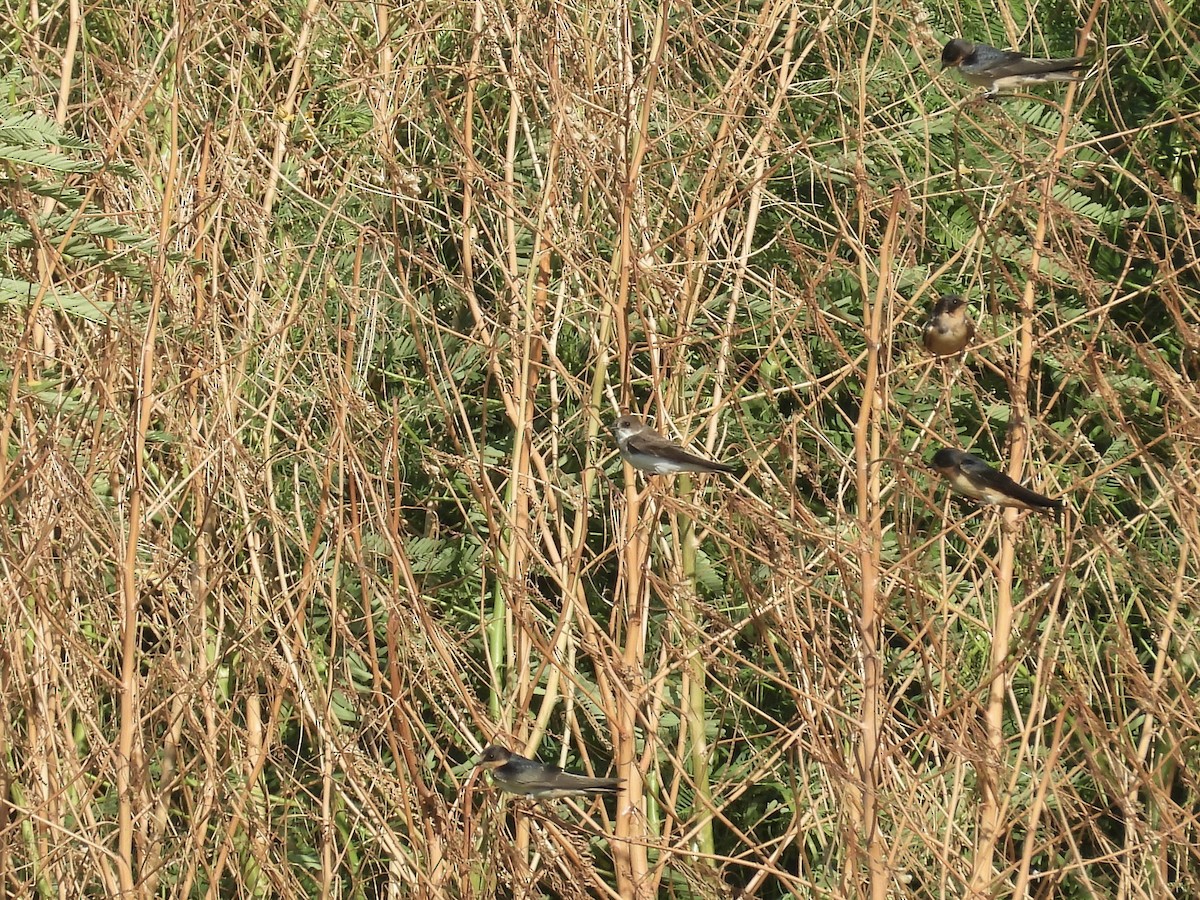 Bank Swallow - ML641993856