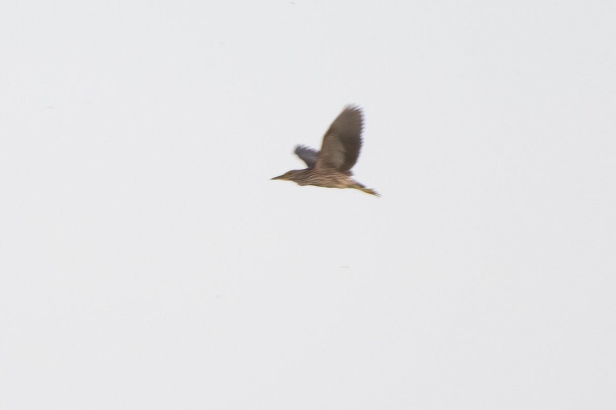 Black-crowned Night Heron - ML641993857