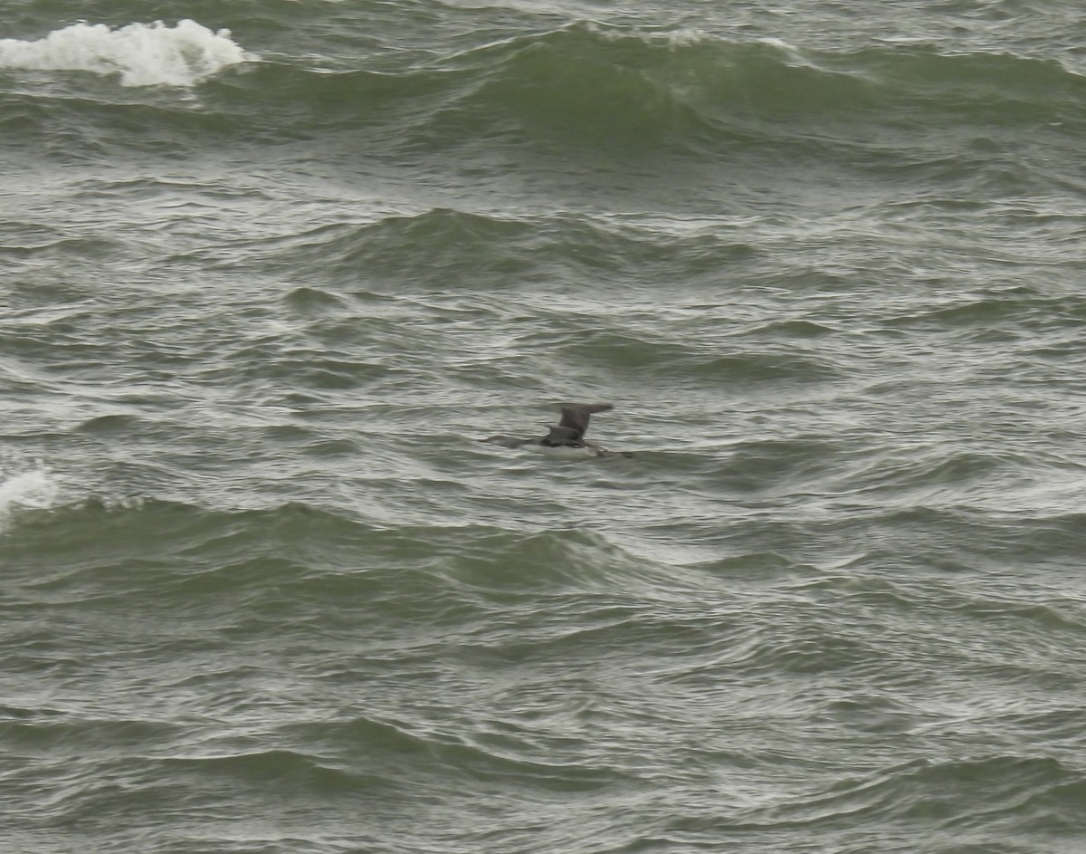 Plongeon catmarin - ML641993860