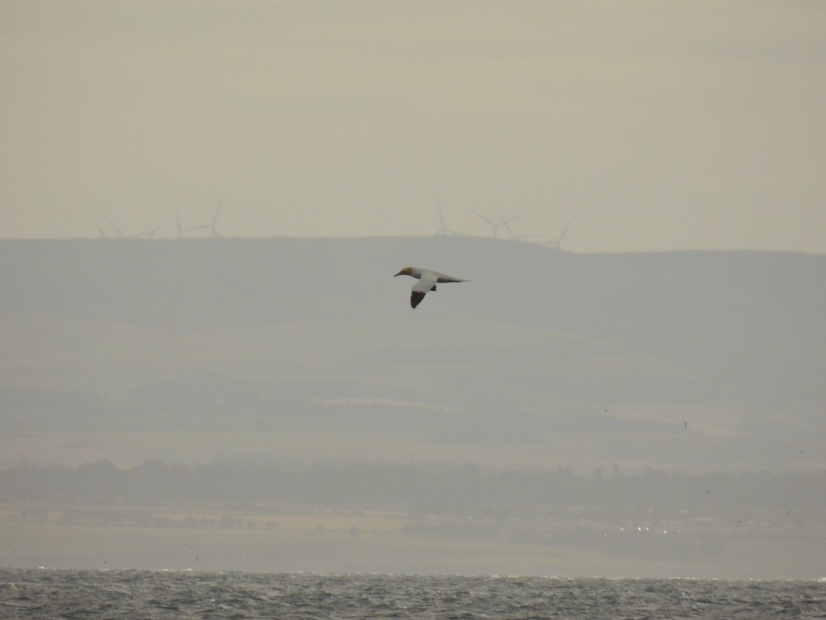 Northern Gannet - ML641993874