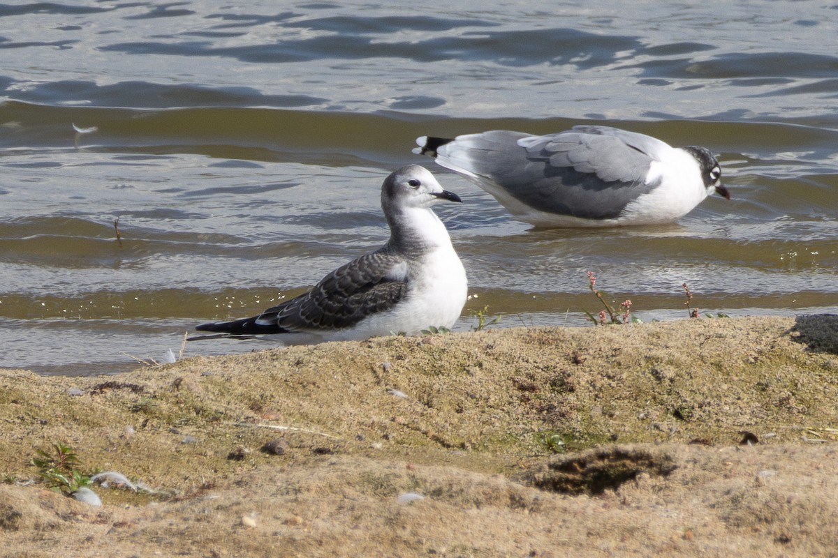 Sabine's Gull - ML641993878