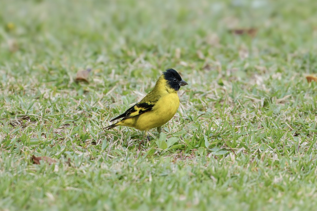 Hooded Siskin - ML641993889