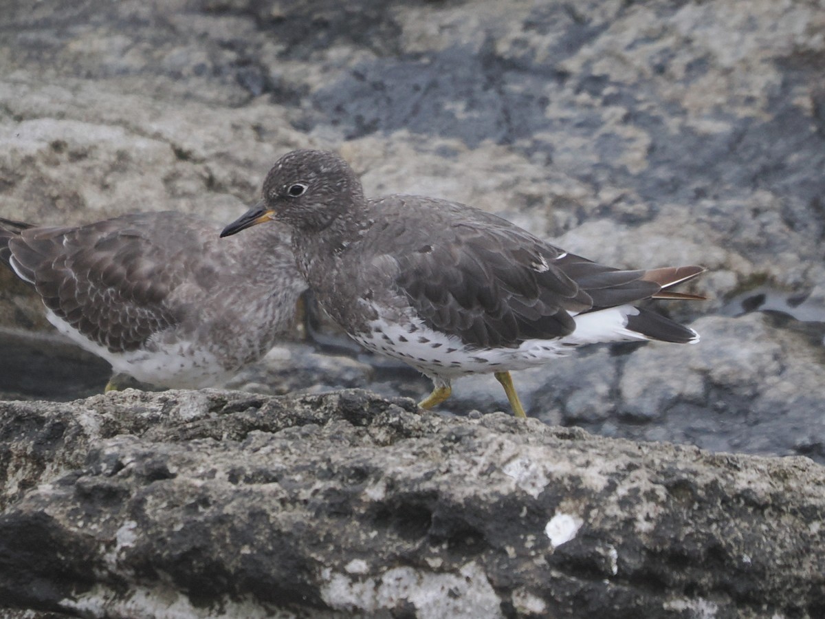 Surfbird - ML641993922