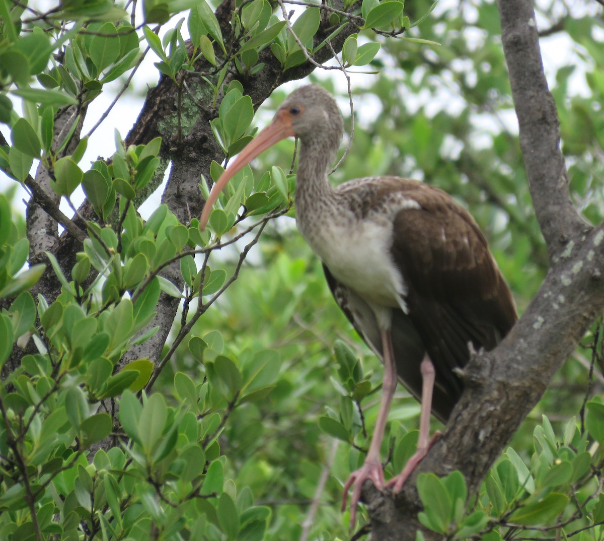 ibis bílý - ML641993956