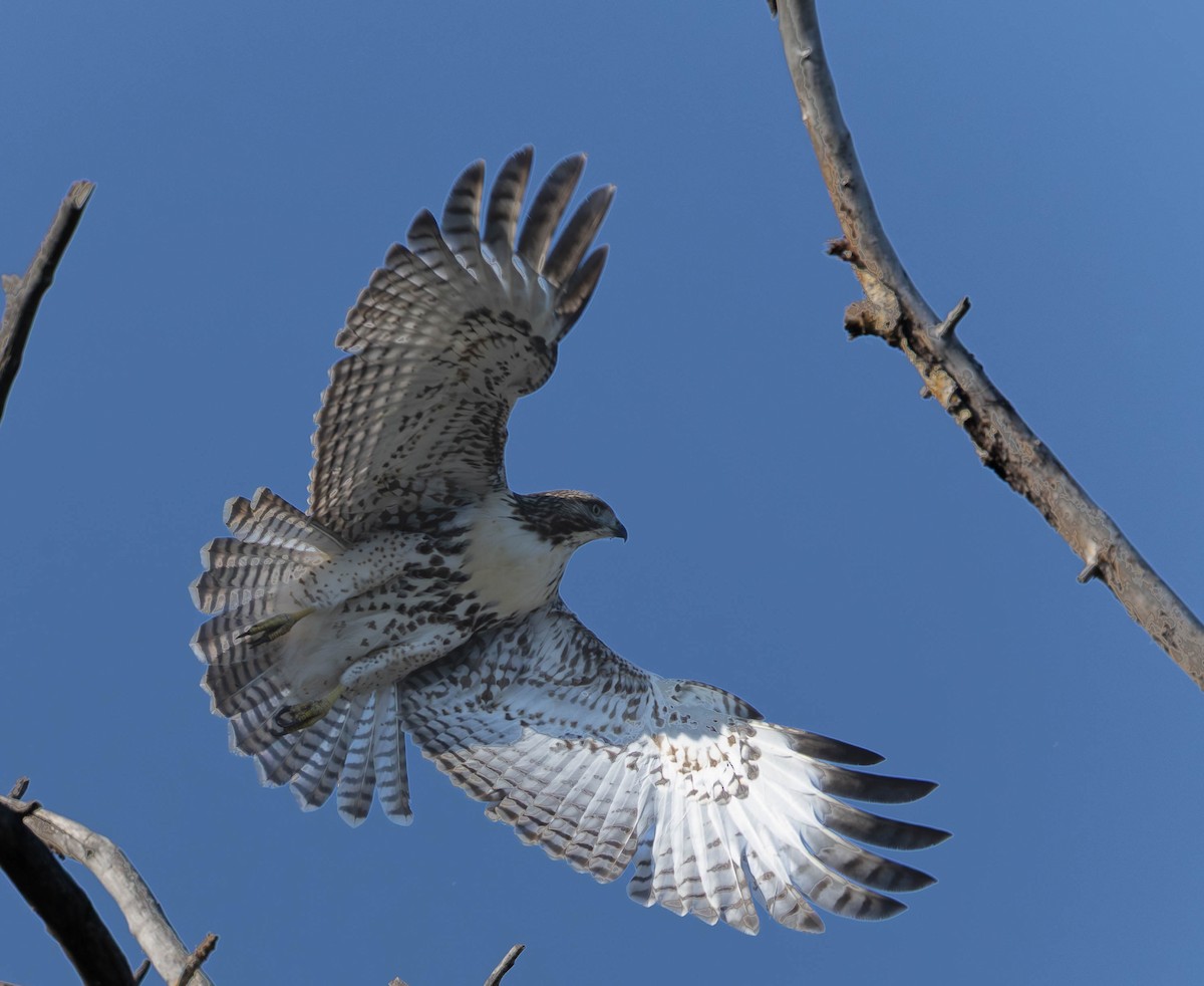 Red-tailed Hawk - ML641993963