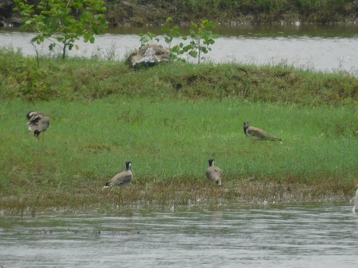 Red-wattled Lapwing - ML641993965