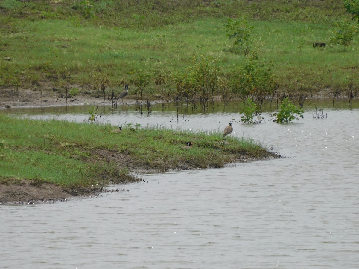 Red-wattled Lapwing - ML641993970