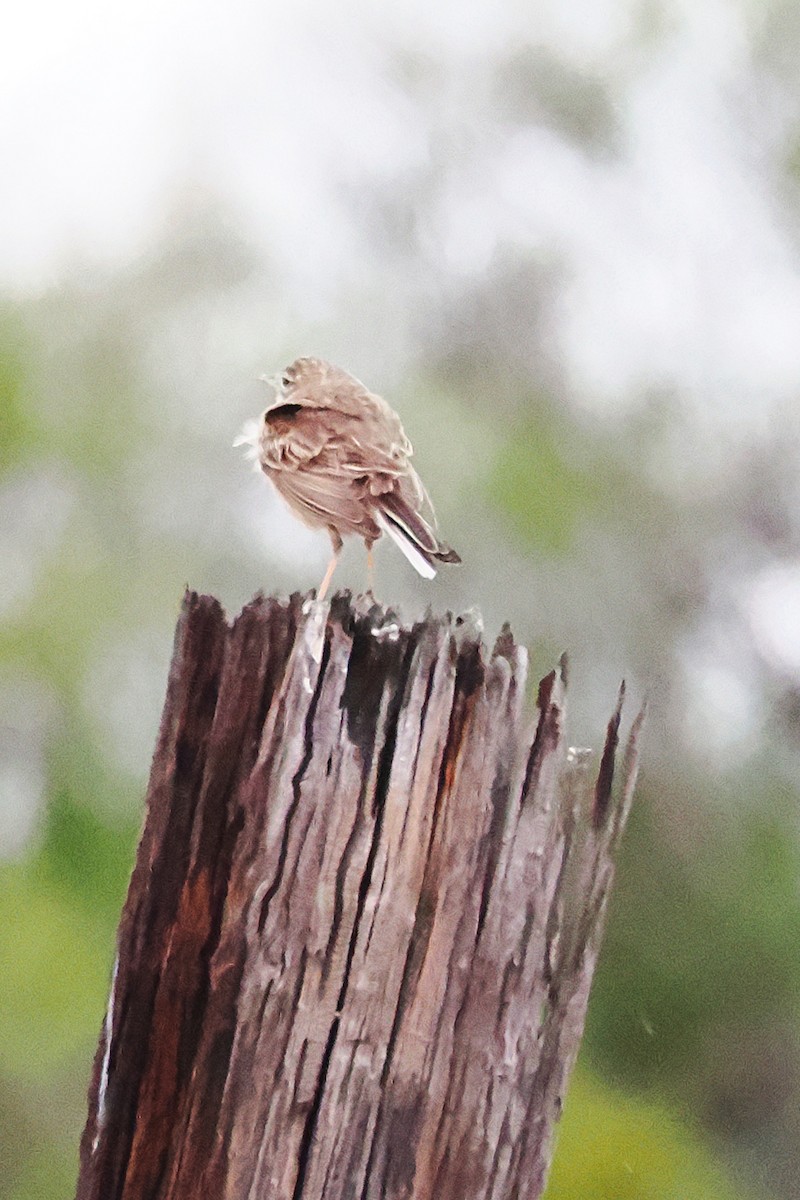 Australian Pipit - ML641993984